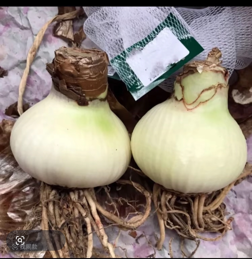 2颗】朱顶红种球6-7厘米