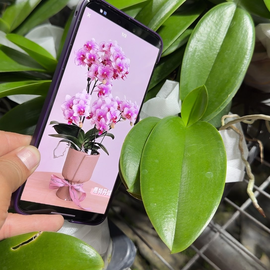 无花朵3.0鹿特丹 刚出梗