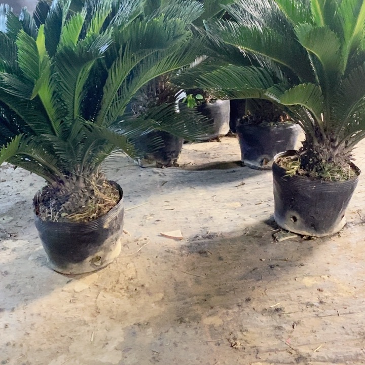 大部分花苞少量开放