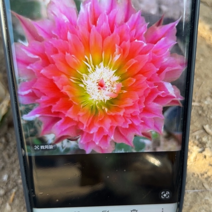 24史蒂夫歪伤口大无根侧芽3公分左右20包邮