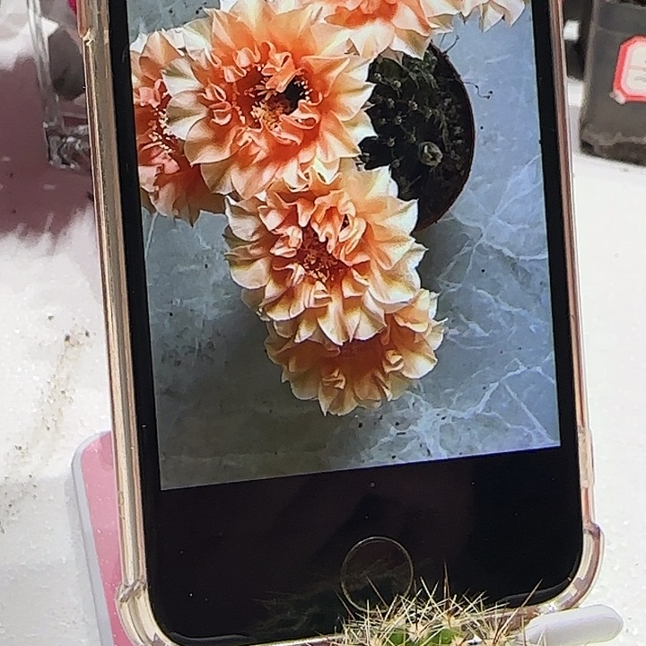 彩草茶香槟带根三公分左右