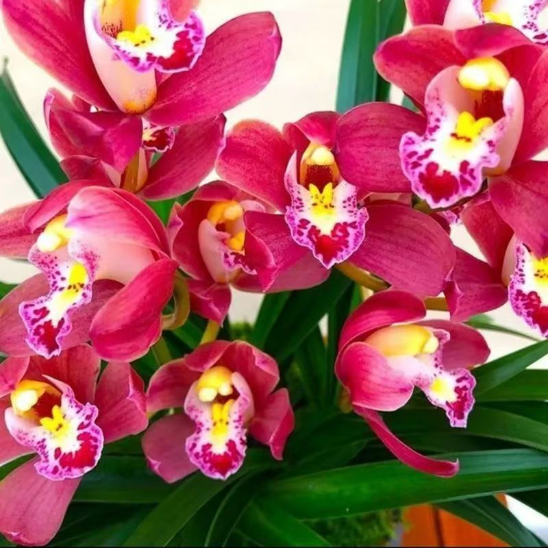 A（2-3支花）红宝石 新手好养活室内兰花盆栽基地直发