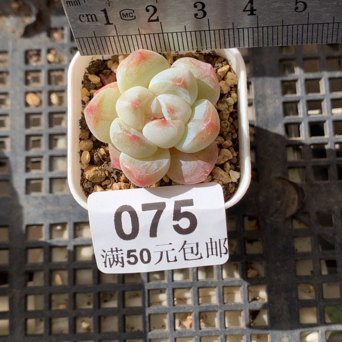 棒***）75。白底冰玉。带盆土发货。