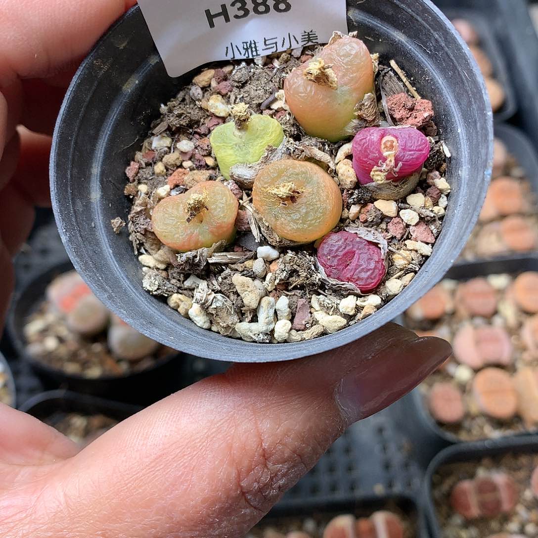 H388多肉植物保护研究所