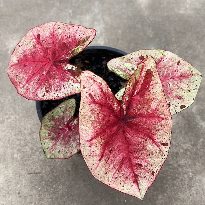 祝***星37-1208达摩广东现货