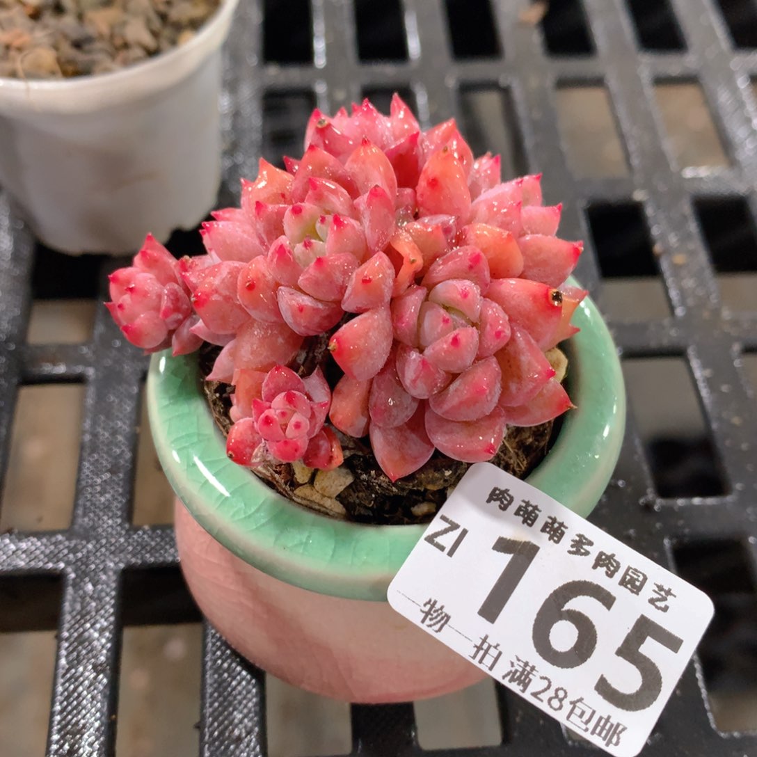 肉萌萌拇指盆精控多肉ZI165