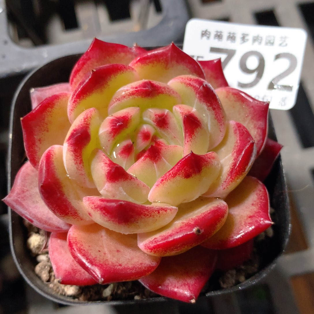 5CM拇指盆精控多肉ZE792