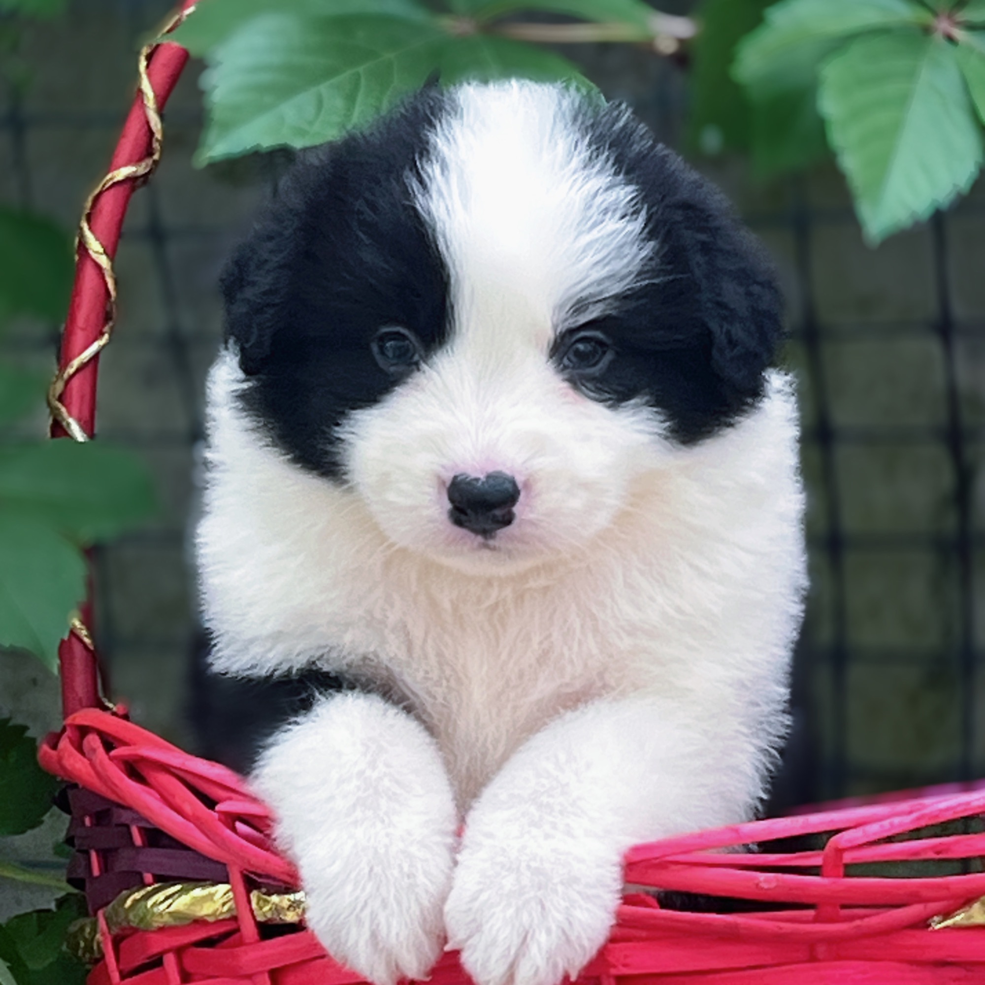 宠物狗特大活体家养便宜中大型黑白兔子陨石边境牧羊犬小狗狗狗