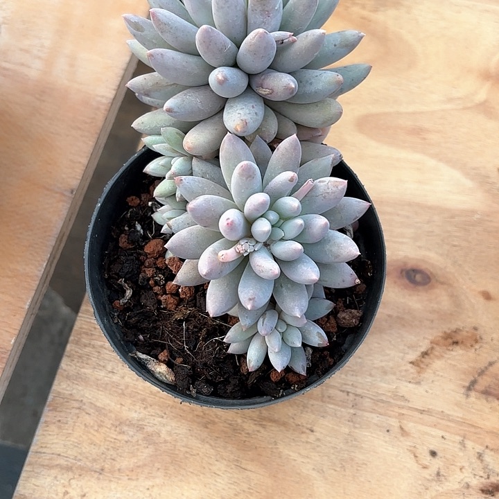 多肉植物，所罗门