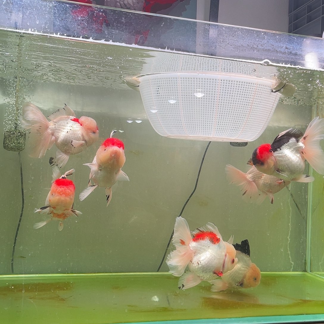 金鱼活体金鱼开箱视频售后运费到付