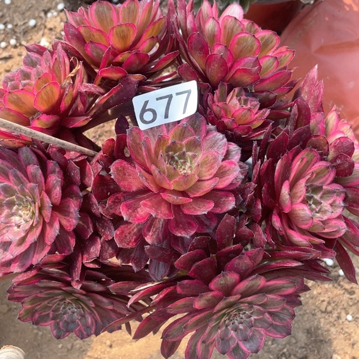 677多肉植物紫霞仙子