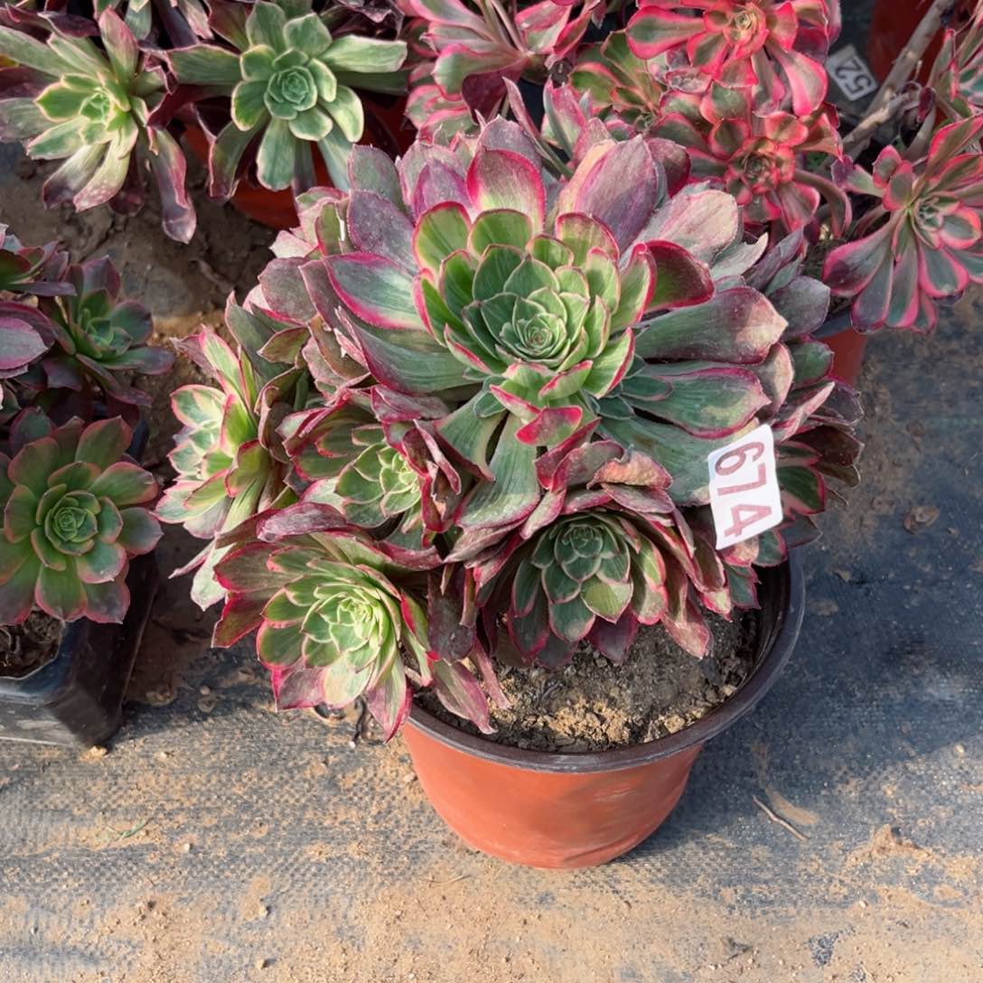 674莲花座多肉植物