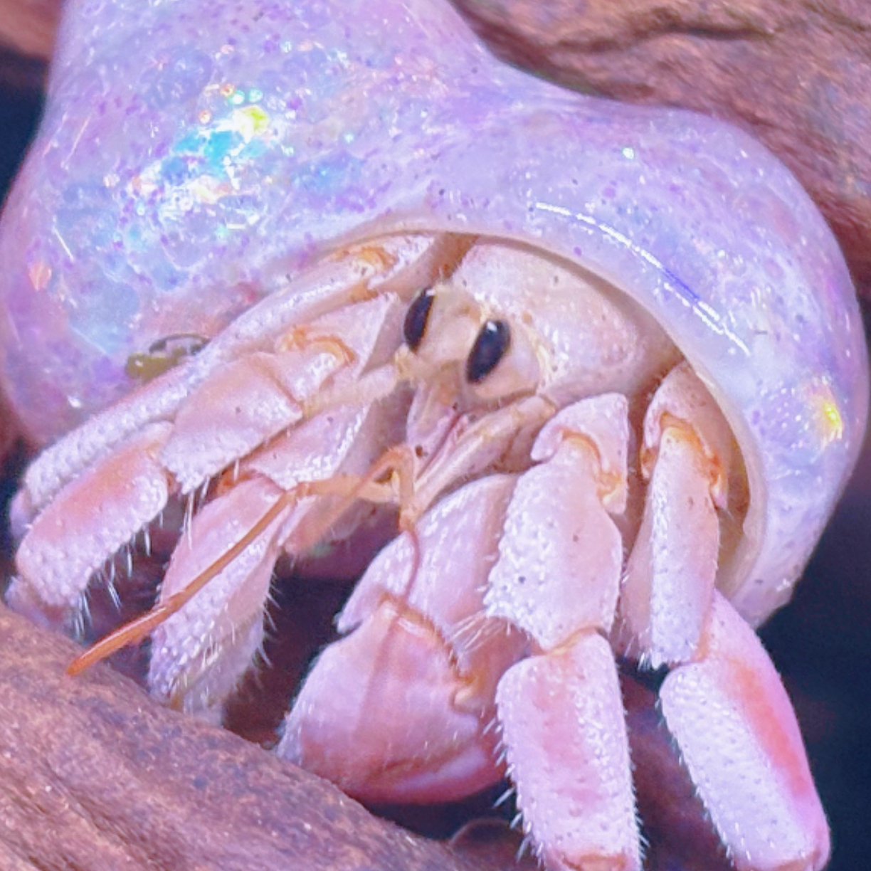 陆地寄居蟹宠物品种萌宠可爱紫陆