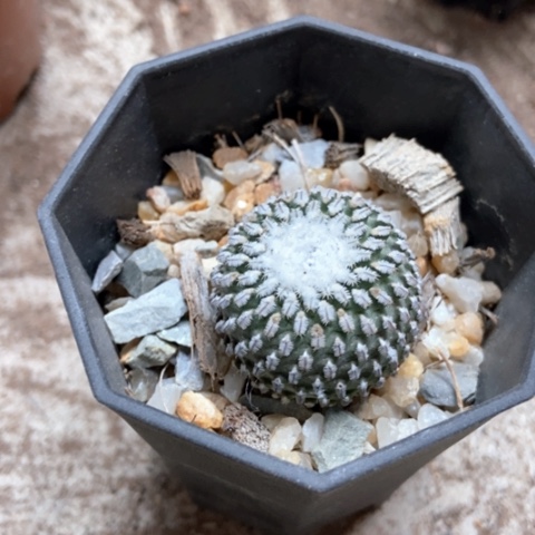 白鞋子仙人球25米邪恶去