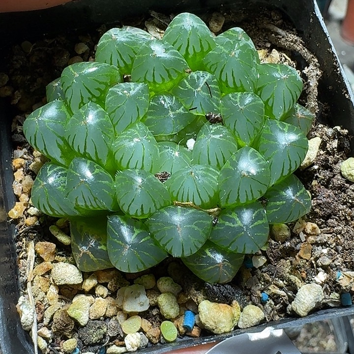 889玉露脱土发货实生