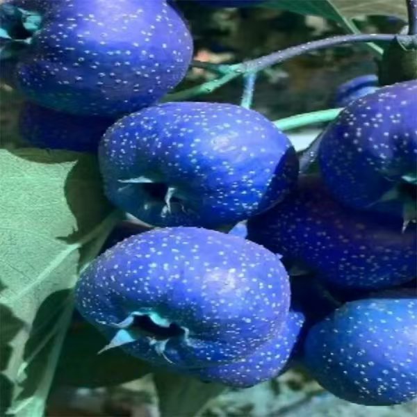 像蓝莓一样的山楂树