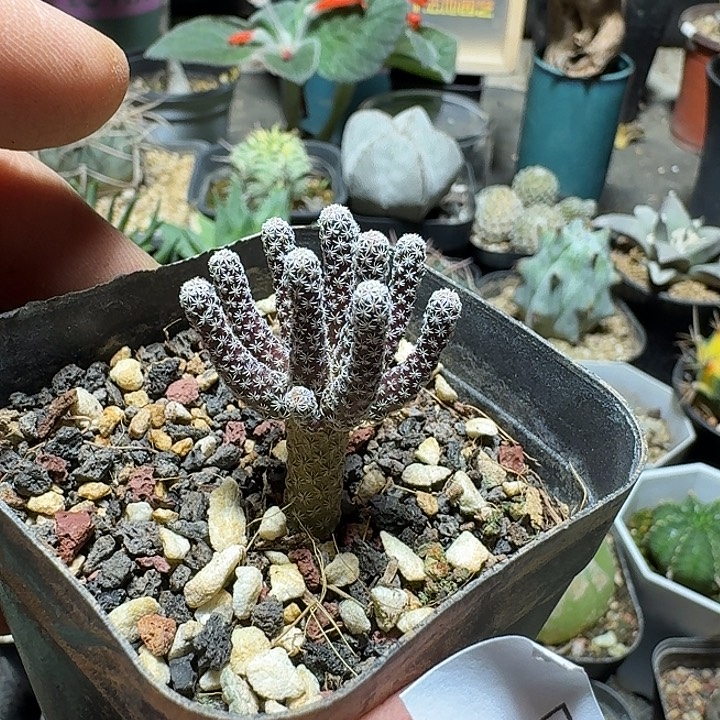 李***真699迷你牧师脱土发货