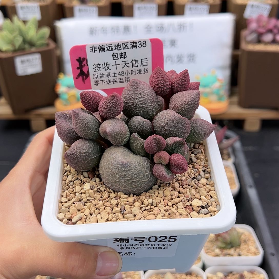 025水蜜桃多肉植物