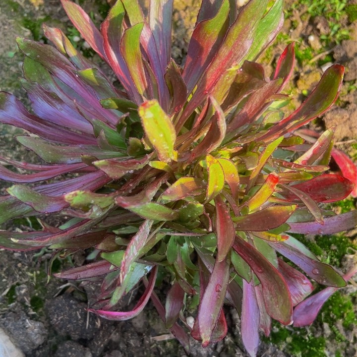 009多肉植物法师