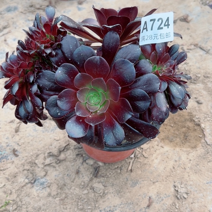 724欧缀多肉植物