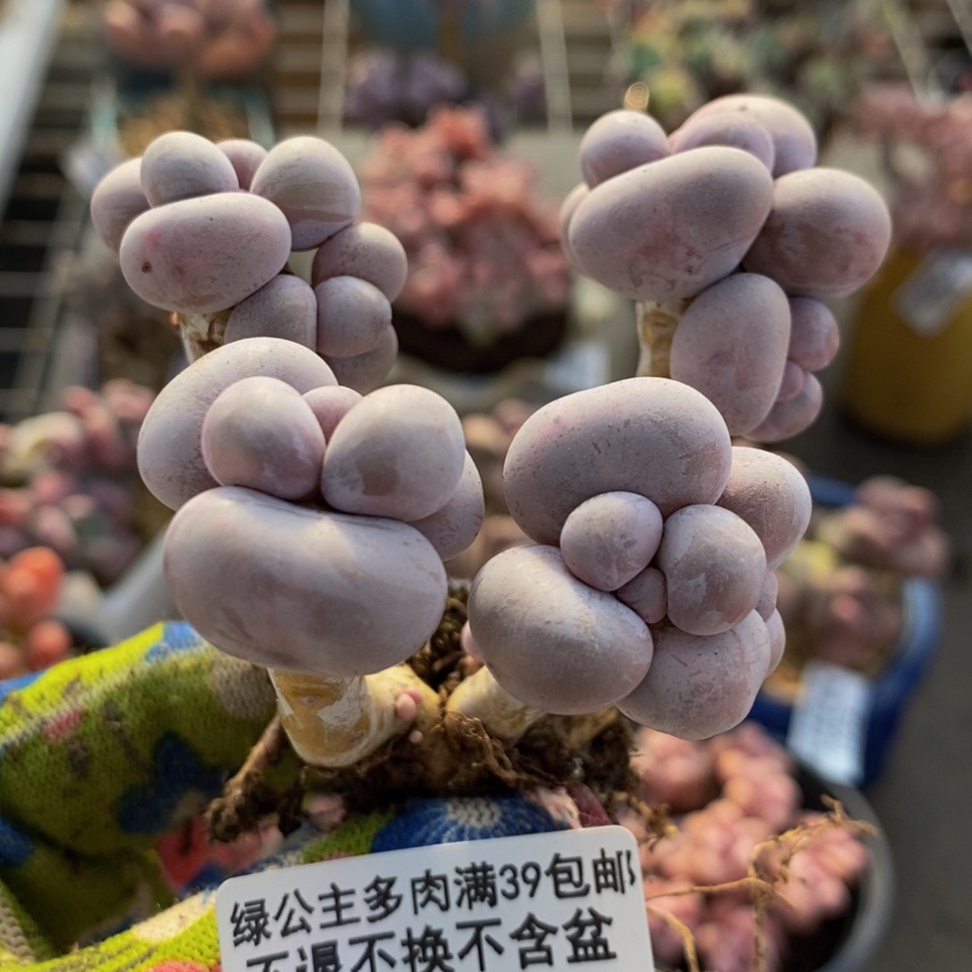 芭比奶酪936/6c m