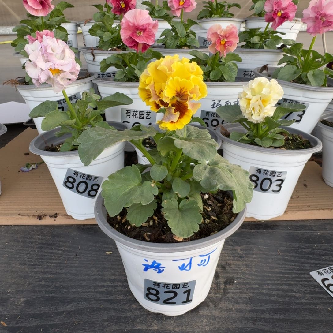 无花朵821号角堇