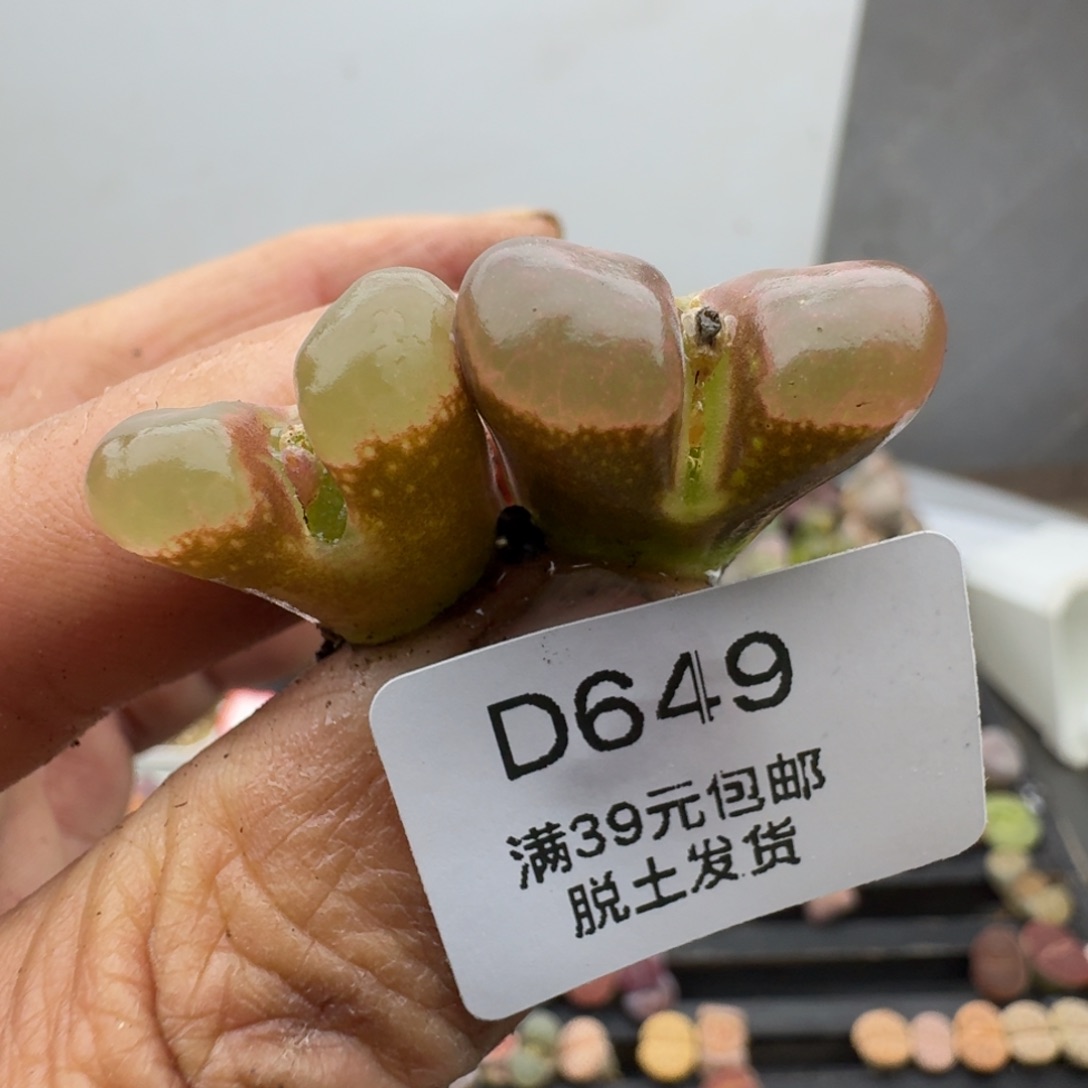 649多肉山山水水