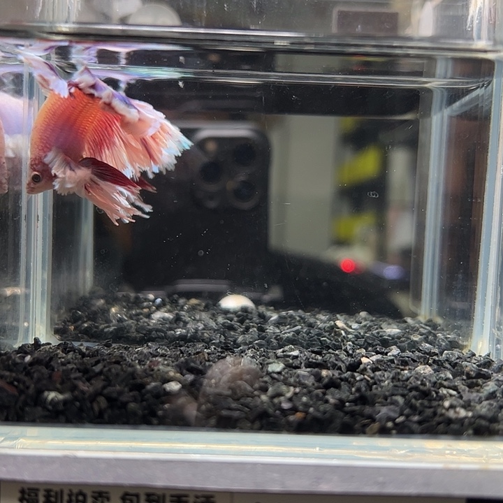 斗鱼跑单拉黑6日78