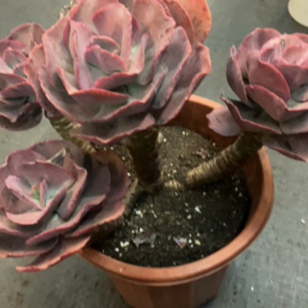 精品多肉老桩【大叶秀妍玫瑰】整桩【轻微断枝不售后】