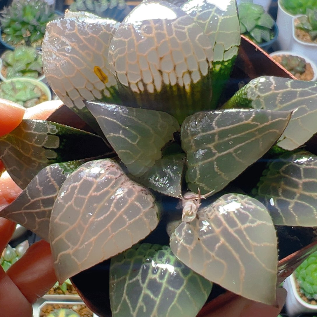 粉玻璃玉露多肉多肉多肉