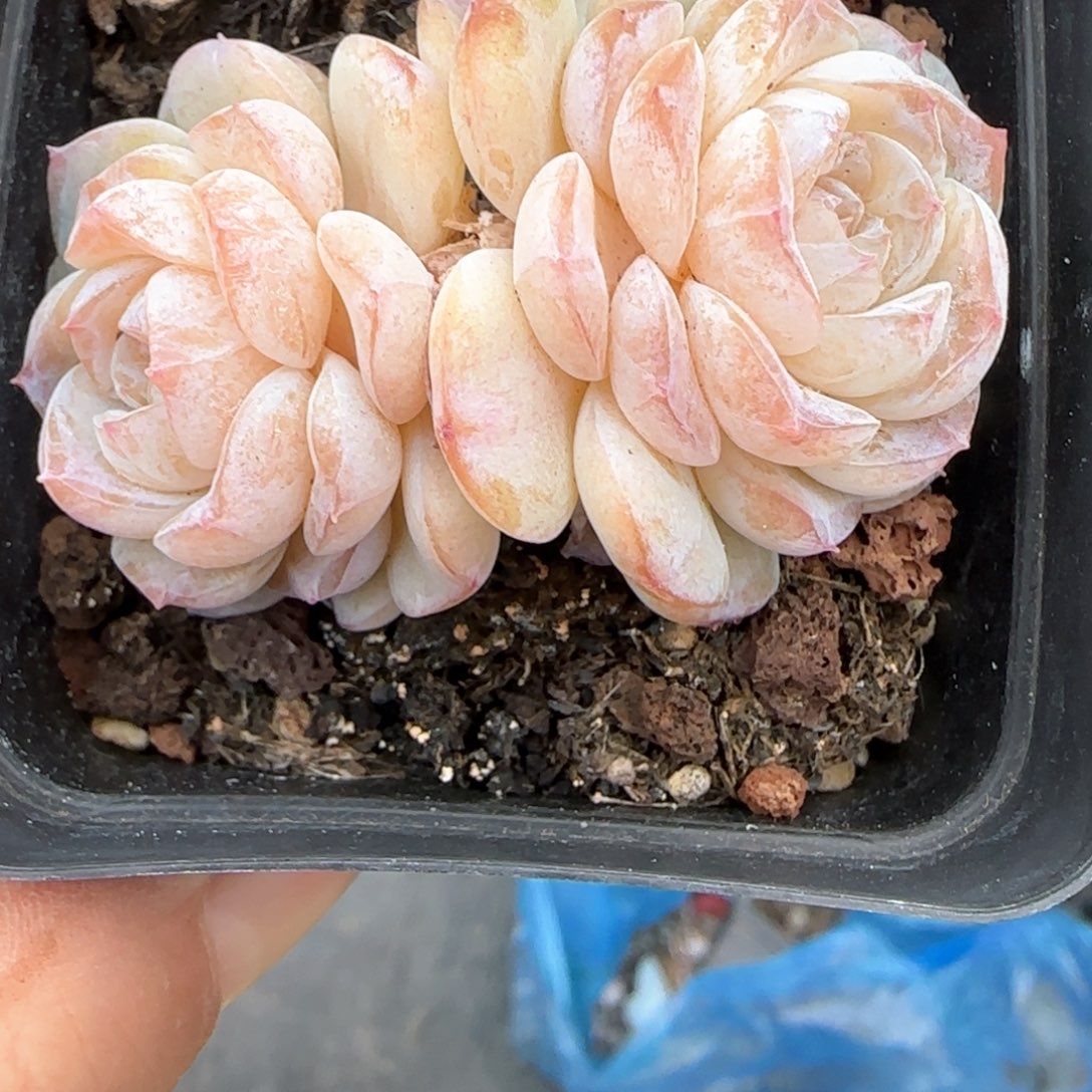 339东篱下多肉植物盆栽