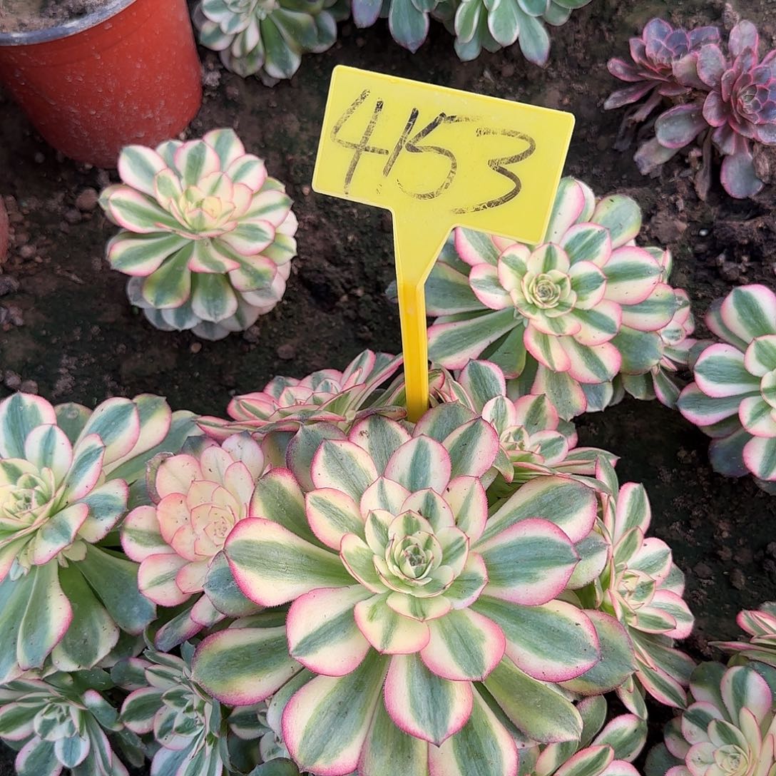 4153---荔枝多肉植物