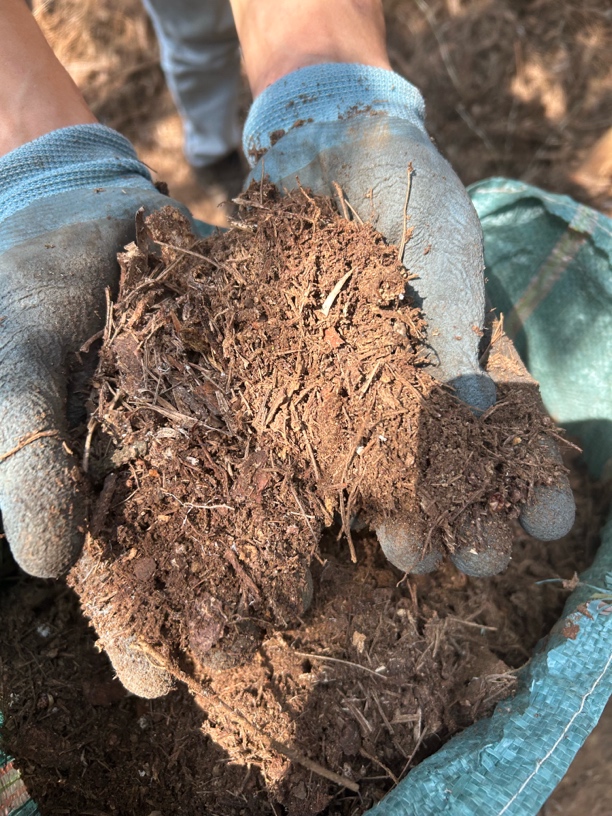 正宗山林松针腐叶土