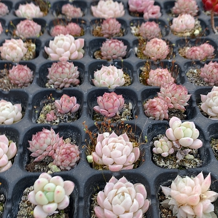 43 多肉植物盆栽花卉植物