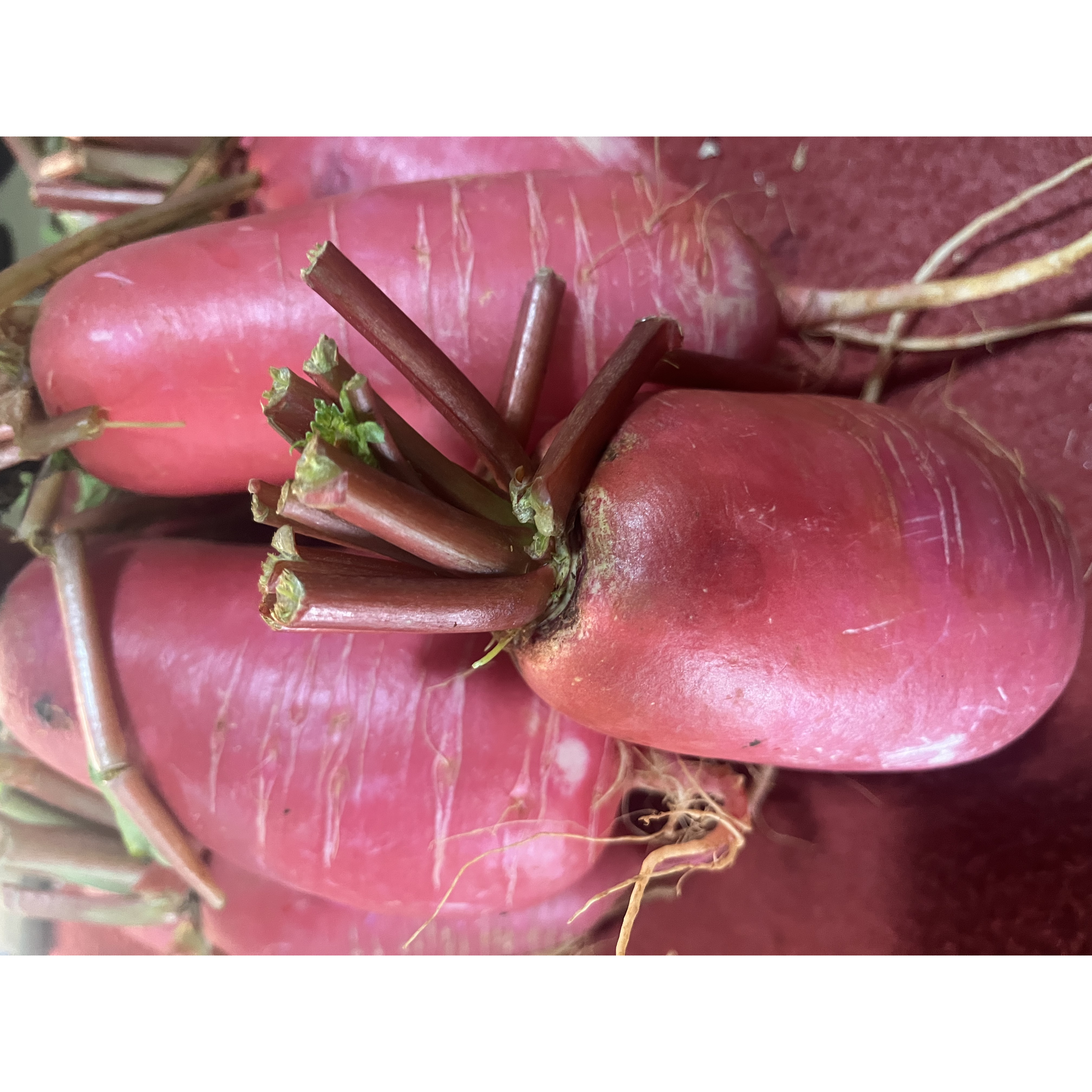 新农人青青-萝卜