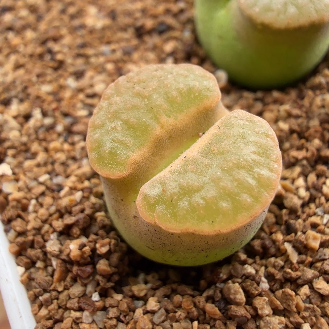 4.17.19/橘粉/班克磁铁/多肉