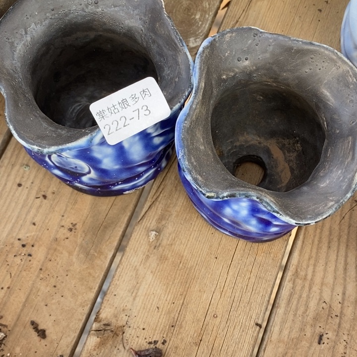 红陶小*儿73号的多肉花盆一对