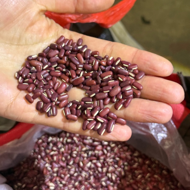 【真实惠特产】赤小豆