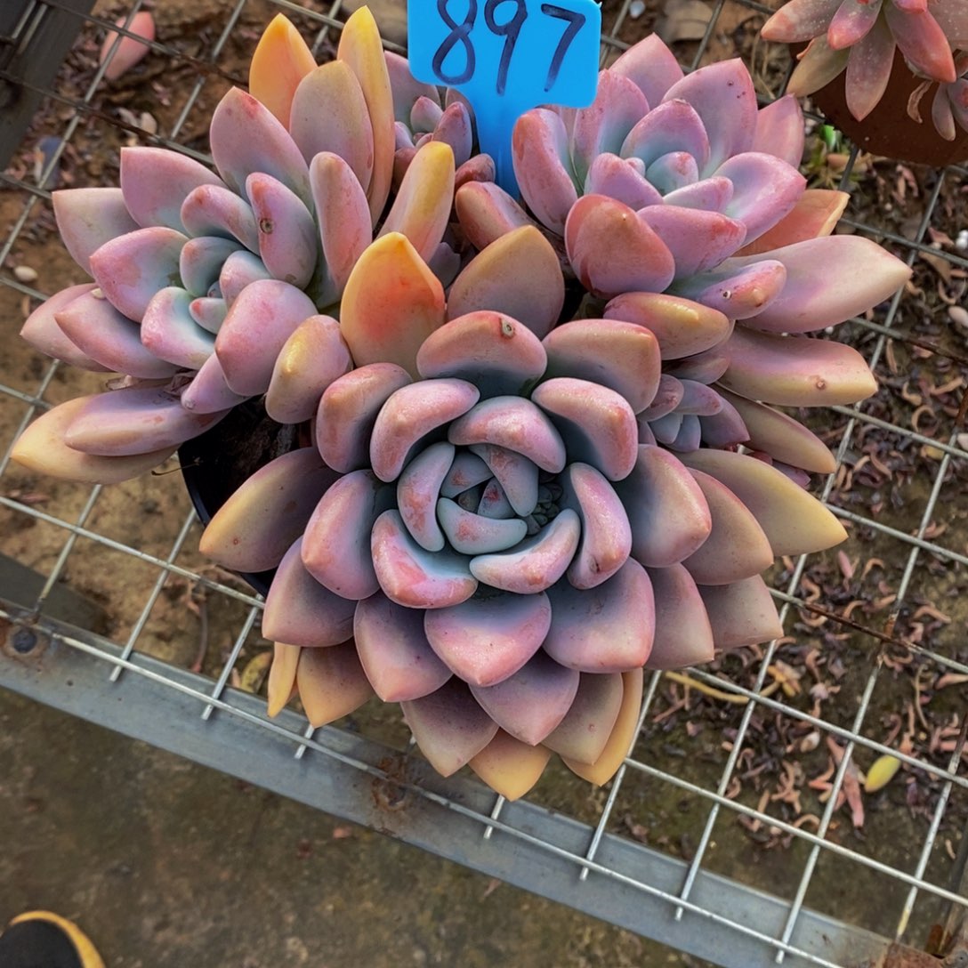 呆***呆奥普897。              