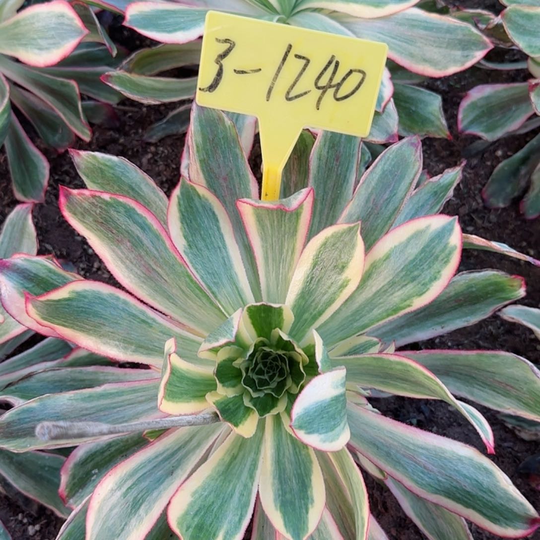 3-1240+-+3868多头多肉