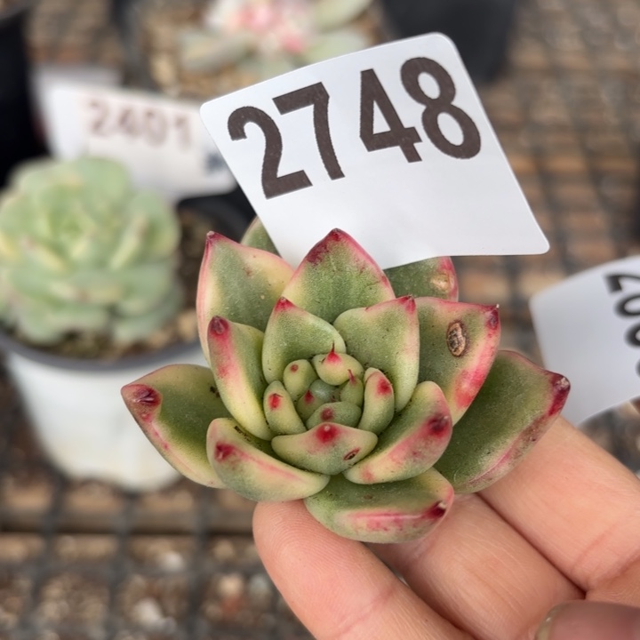 头盖锦无根满18包邮当场凑单