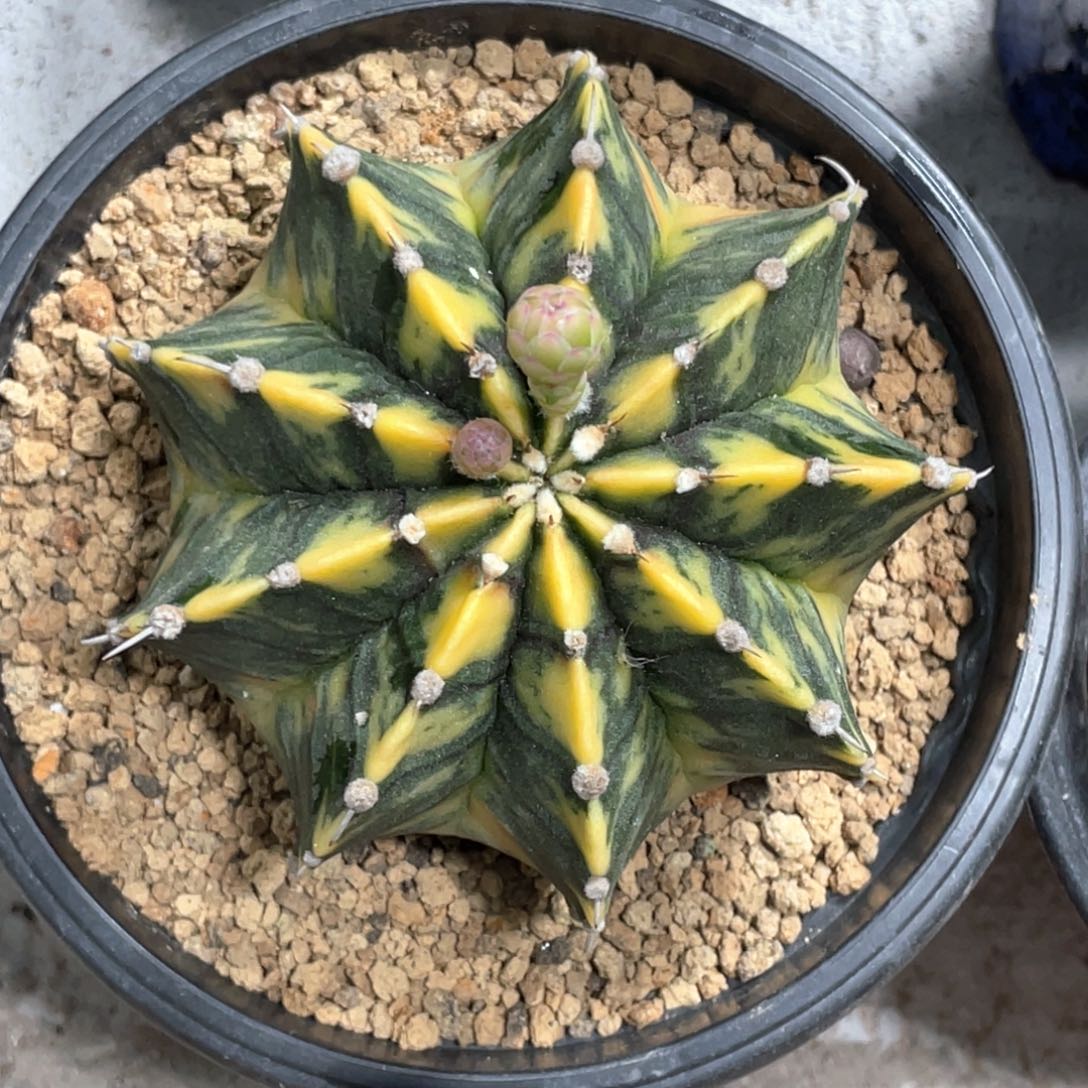 当前无花朵，栽培后可花朵臀锦虎斑肋骨锦