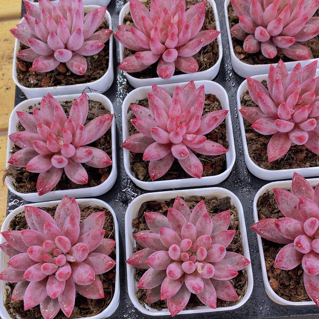 量拍30号 金鱼姬车厘子单头一个