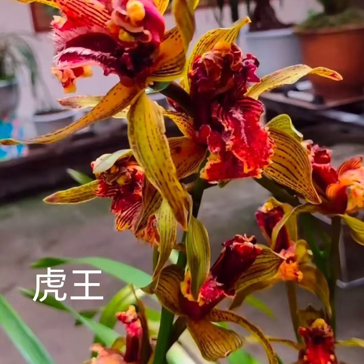 云南虎头兰浓香型一杆多花