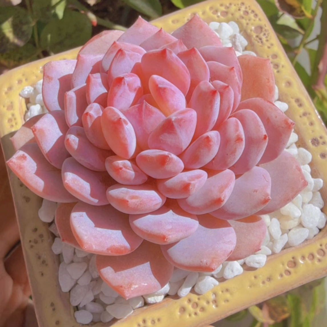 正版玉芙蓉老桩多肉植物（单颗5-6cm）带土球发货