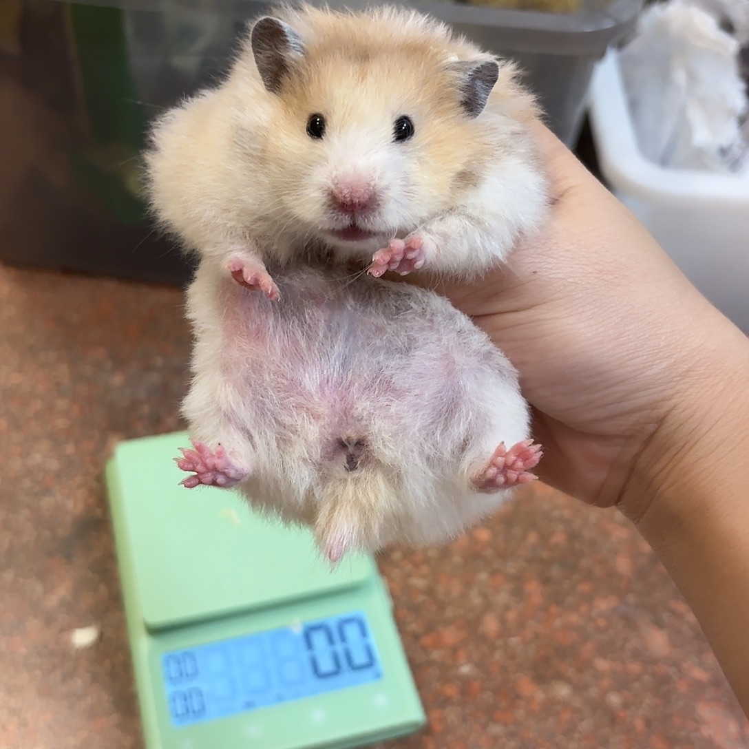 火波利直毛妹妹生过一窝165克