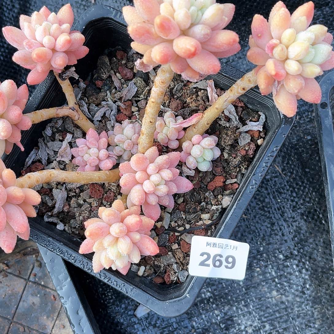 阿雅园艺。      269