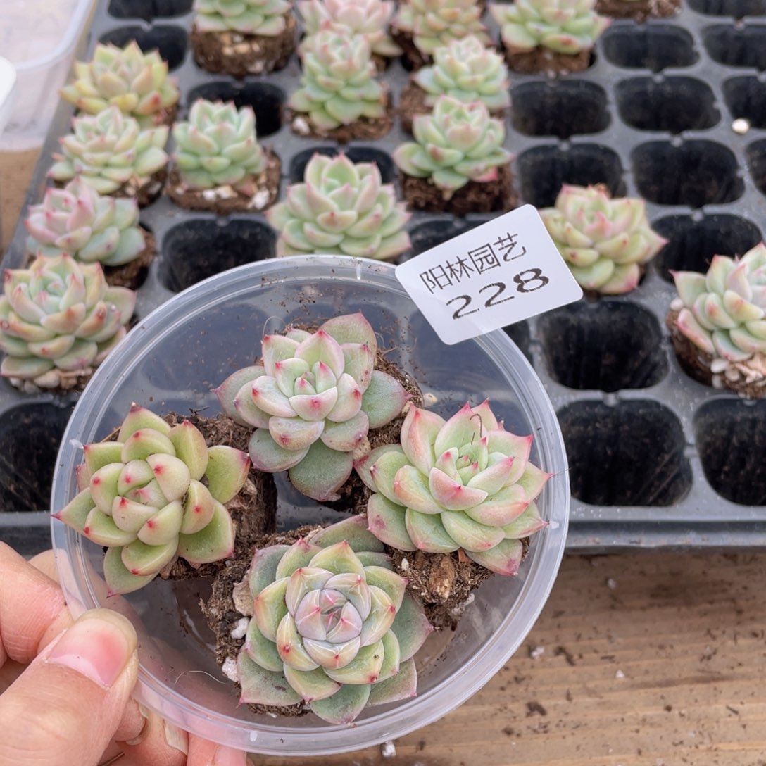 多肉植物多肉植物228