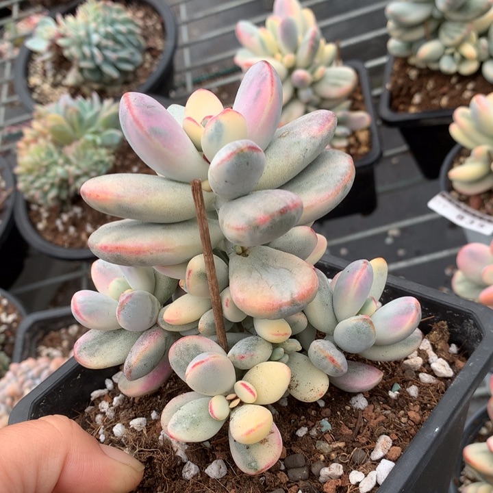 乒乓福娘锦多肉植物845