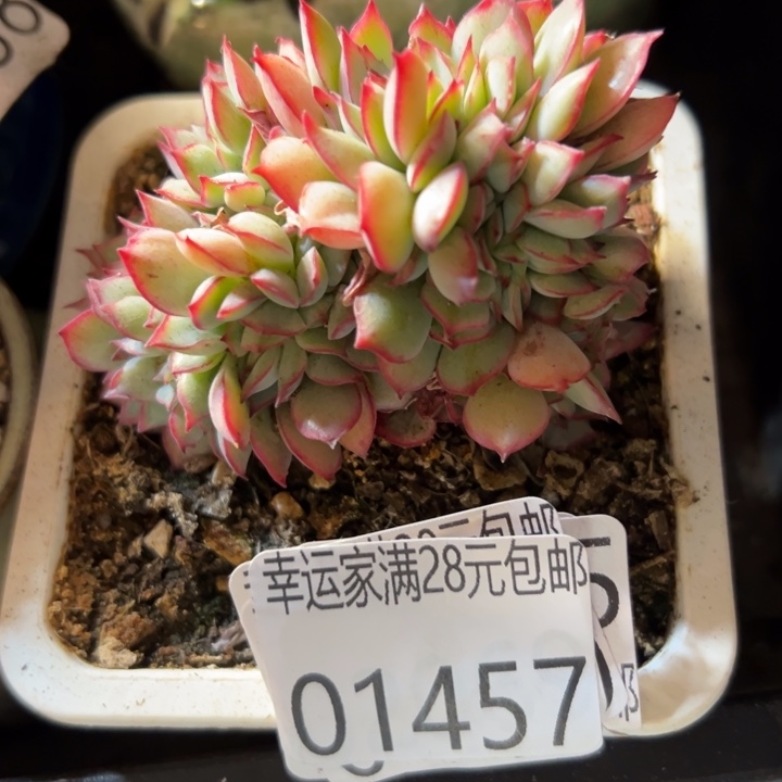 幸运的人会遇到幸运